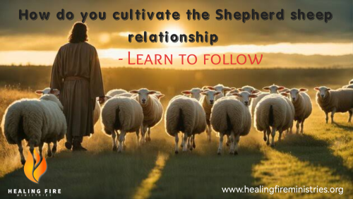 How to cultivate the Shepherd sheep relationship - Learn to follow