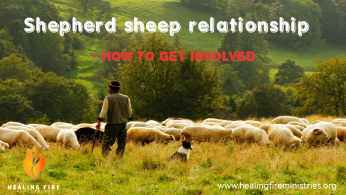 The Shepherd Sheep relationship - How to get involved